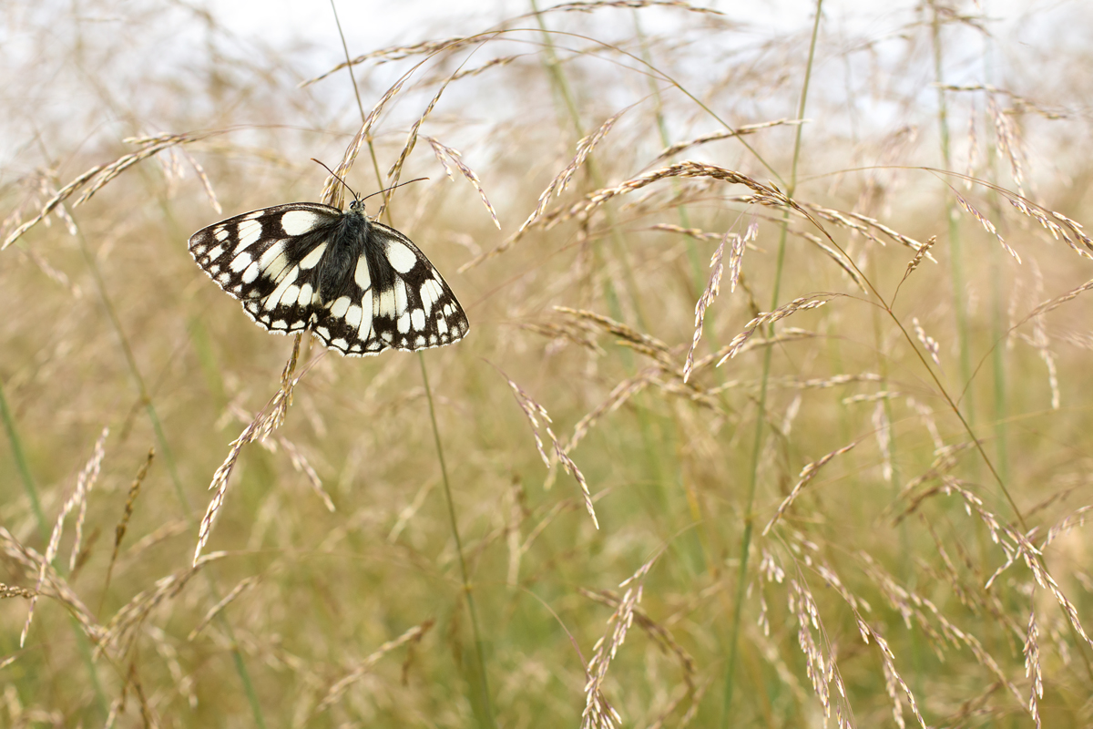 Marbled White wideangle 4